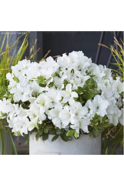 Рододендрон Pure White